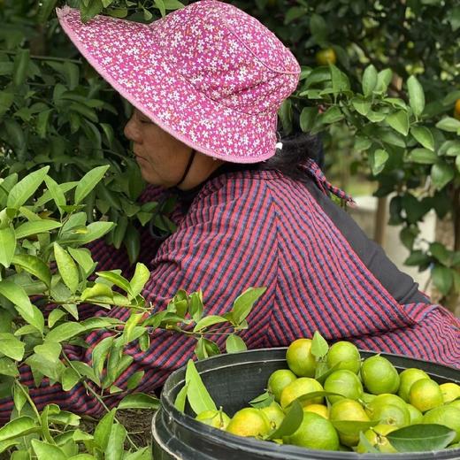 广西青皮蜜桔 3斤/5斤/8斤 商品图13