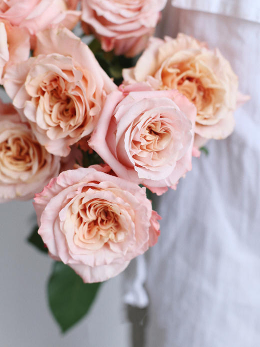 【你逆光而来 配得上这世间所有的好】简小姐精选 厄多瓜尔进口品种 稀有新品玫瑰 微光 2束包邮 下单72小时发货 商品图6