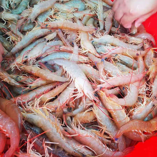 深海野生麻虾肉质鲜甜q弹时价90元斤活体速冻全国速邮数量有限