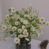 【重瓣洋甘菊】一扎约3-4支/份  花期较长文艺清新 商品缩略图7