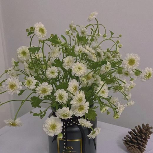 【重瓣洋甘菊】一扎约3-4支/份  花期较长文艺清新 商品图7