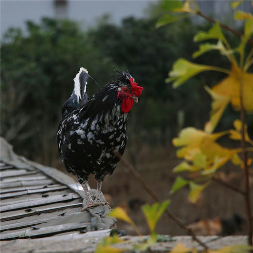 散养1年龄以上贵妃鸡珍珠鸡五黑鸡