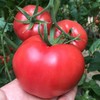 普罗旺斯西红柿 清爽可口 饱满多汁 营养丰富 4.5-5斤装 商品缩略图1
