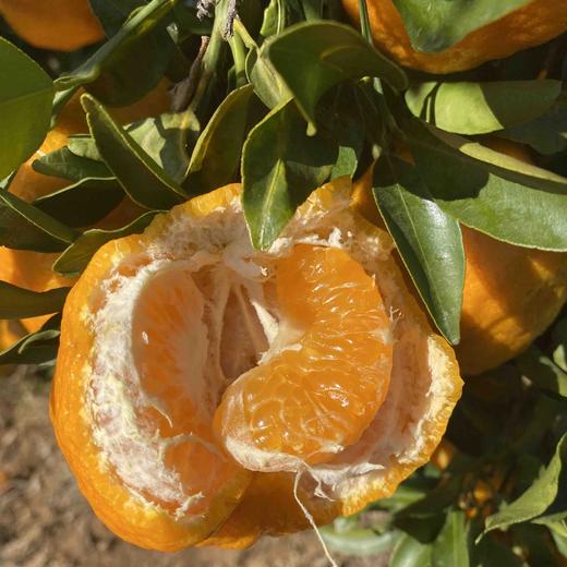 大理宾川椪柑 香甜可口 爆汁 现摘带叶 精选  包邮 商品图6