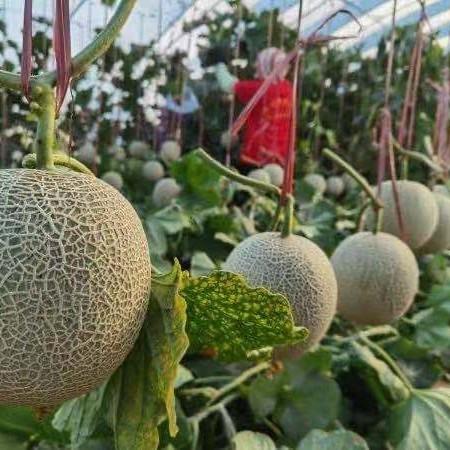 玫珑品牌软心瓜 净重精品瓜 2个/4个礼盒装（日本种源)吃之前看详情 商品图12