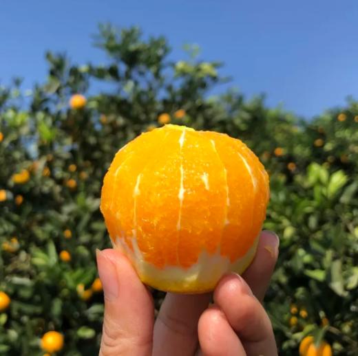 麻阳冰糖橙、汁多味甜，甜似冰糖而闻名全国、个头虽然不大，名气却很大！果肉入口脆嫩清爽，少籽化渣，汁多味浓 商品图1