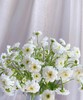 【重瓣洋甘菊】一扎约3-4支/份  花期较长文艺清新 商品缩略图1