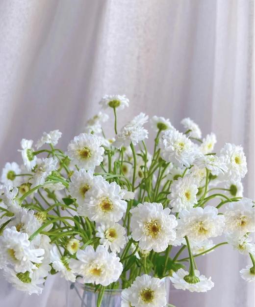 【重瓣洋甘菊】一扎约3-4支/份  花期较长文艺清新 商品图1