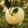 【山东奶油富士苹果】自然成熟 口感香甜多汁 清脆爽口 现摘现发 4.5斤装 商品缩略图3