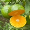 广西青皮蜜桔 3斤/5斤/8斤 商品缩略图0