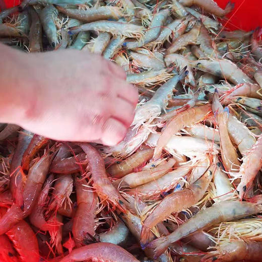 深海野生麻虾肉质鲜甜q弹时价90元斤活体速冻全国速邮数量有限