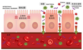 什么是肠漏？如何来缓解肠漏？