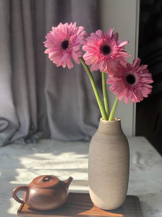 非洲菊【请保持这份热爱，奔赴下一场山海】简小姐精选 超萌非洲扶郎花  非洲菊 珍爱/粉佳人/黄色/白色 2束包邮 下单48小时发货 商品图1