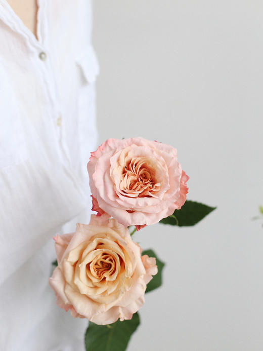 【你逆光而来 配得上这世间所有的好】简小姐精选 厄多瓜尔进口品种 稀有新品玫瑰 微光 2束包邮 下单72小时发货 商品图8