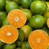 广西青皮蜜桔 3斤/5斤/8斤 商品缩略图7