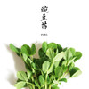 豌豆苗  300g 商品缩略图0