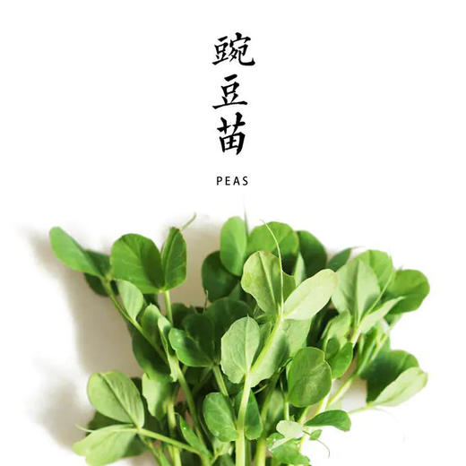 豌豆苗  300g 商品图0