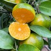 广西青皮蜜桔 3斤/5斤/8斤 商品缩略图5