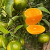 广西青皮蜜桔 3斤/5斤/8斤 商品缩略图3