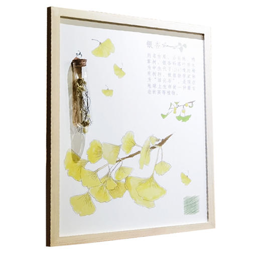 幼儿园区角博物馆 植物标本系列 商品图4