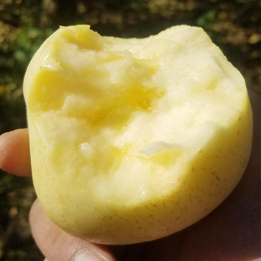 【山东奶油富士苹果】自然成熟 口感香甜多汁 清脆爽口 现摘现发 4.5斤装 商品图2