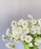 【重瓣洋甘菊】一扎约3-4支/份  花期较长文艺清新 商品缩略图3