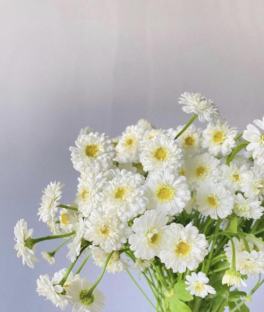 【重瓣洋甘菊】一扎约3-4支/份  花期较长文艺清新 商品图3