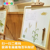 幼儿园区角博物馆 植物标本系列 商品缩略图1