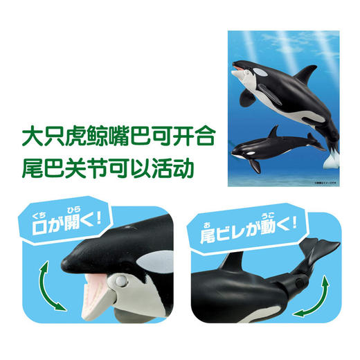 安利亚-ANI-137634虎鲸亲子（漂浮版） 商品图3