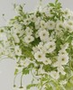 【重瓣洋甘菊】一扎约3-4支/份  花期较长文艺清新 商品缩略图6