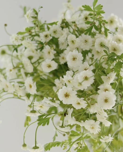 重瓣洋甘菊一扎约34支份买一送一实收2份花期较长文艺清新