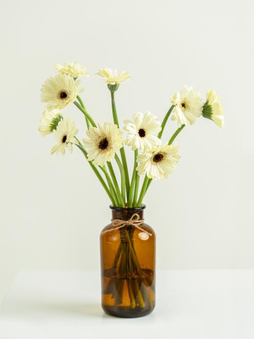 非洲菊【请保持这份热爱，奔赴下一场山海】简小姐精选 超萌非洲扶郎花  非洲菊 珍爱/粉佳人/黄色/白色 2束包邮 下单48小时发货 商品图2