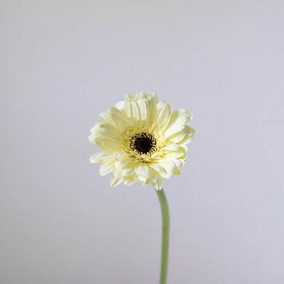 非洲菊【请保持这份热爱，奔赴下一场山海】简小姐精选 超萌非洲扶郎花  非洲菊 珍爱/粉佳人/黄色/白色 2束包邮 下单48小时发货 商品图8