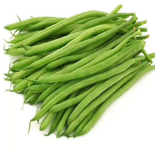 四季豆菜豆