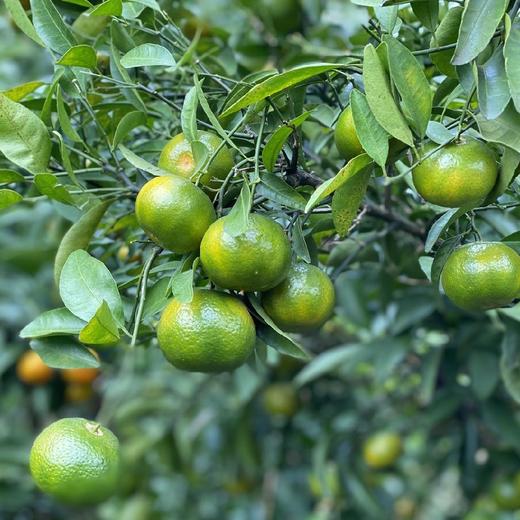 广西青皮蜜桔 3斤/5斤/8斤 商品图9