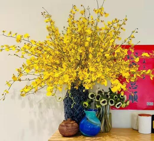 跳舞兰 商品图0