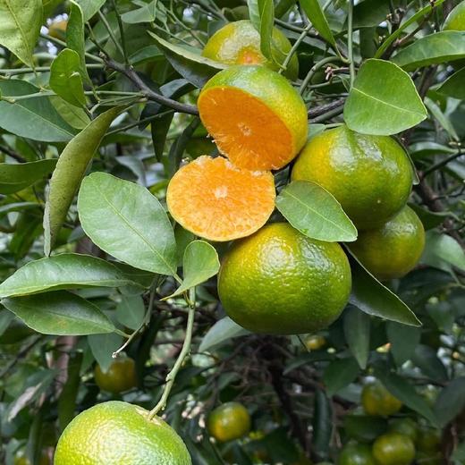 广西青皮蜜桔 3斤/5斤/8斤 商品图4