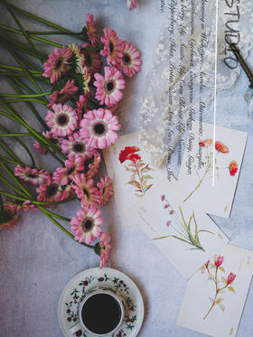 非洲菊【请保持这份热爱，奔赴下一场山海】简小姐精选 超萌非洲扶郎花  非洲菊 珍爱/粉佳人/黄色/白色 2束包邮 下单48小时发货