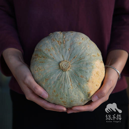 生态板栗南瓜| 合作生产*Chestnut pumpkin(little over saccharification）| Coproduction 商品图2