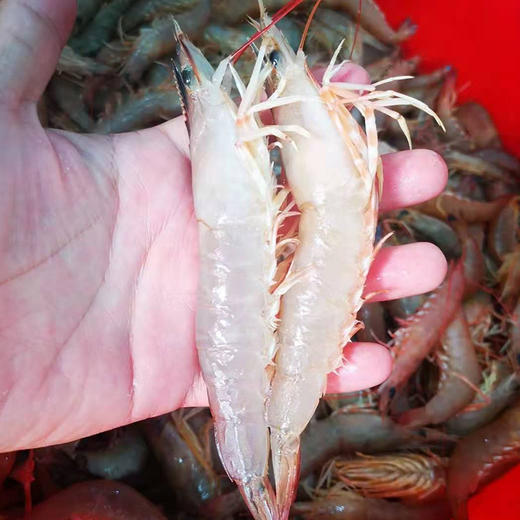深海野生麻虾肉质鲜甜q弹时价90元斤活体速冻全国速邮数量有限