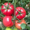 普罗旺斯西红柿 清爽可口 饱满多汁 营养丰富 4.5-5斤装 商品缩略图3
