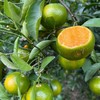 广西青皮蜜桔 3斤/5斤/8斤 商品缩略图6