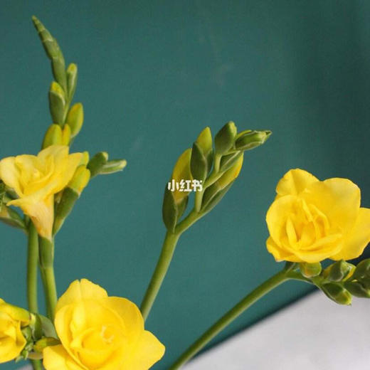 配花-香雪兰-黄色-20支 商品图1