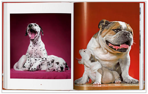 【现货】【TASCHEN】Walter Chandoha. Dogs Photographs 1941–1991，沃尔特·尚多哈:狗狗摄影集 商品图5