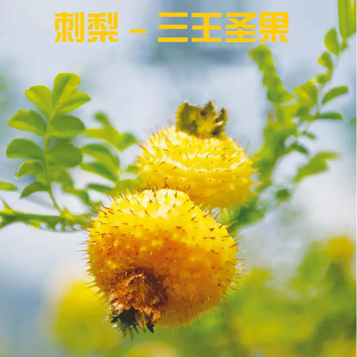 贵州特产黔小菓刺梨无糖原汁2l无添加高维c含量刺梨果汁饮品