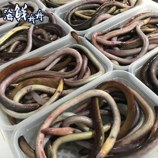 【野生】超低温 活冻血鳗 250克/盒 商品图4