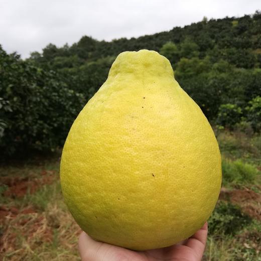 梅州老树沙田柚子 5斤/10斤 商品图10