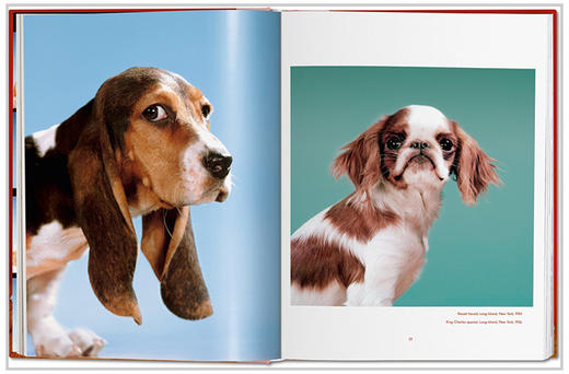 【现货】【TASCHEN】Walter Chandoha. Dogs Photographs 1941–1991，沃尔特·尚多哈:狗狗摄影集 商品图6