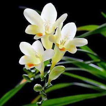 配花-香雪兰-白色-20枝 商品图1