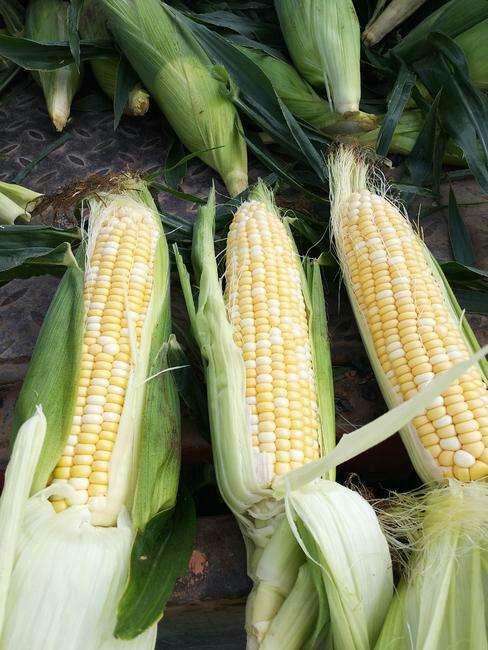 鲜玉米(3只装) 商品图2